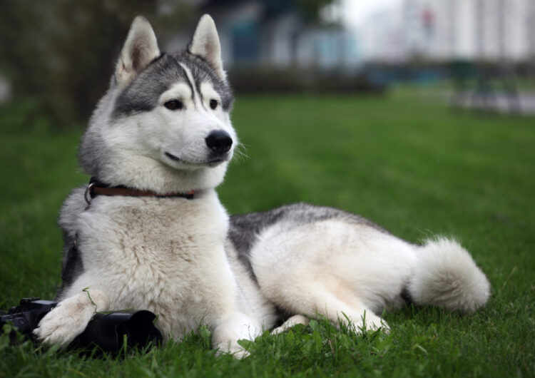 husky-siberiano (20)