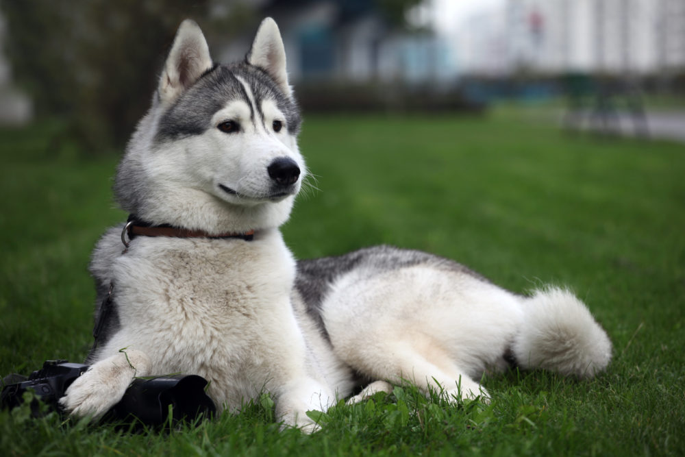 husky-siberiano (20)