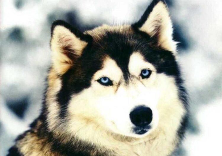 husky-siberiano (22)