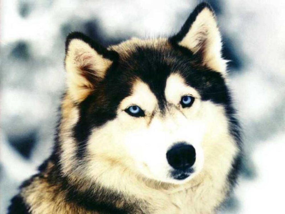 husky-siberiano (22)
