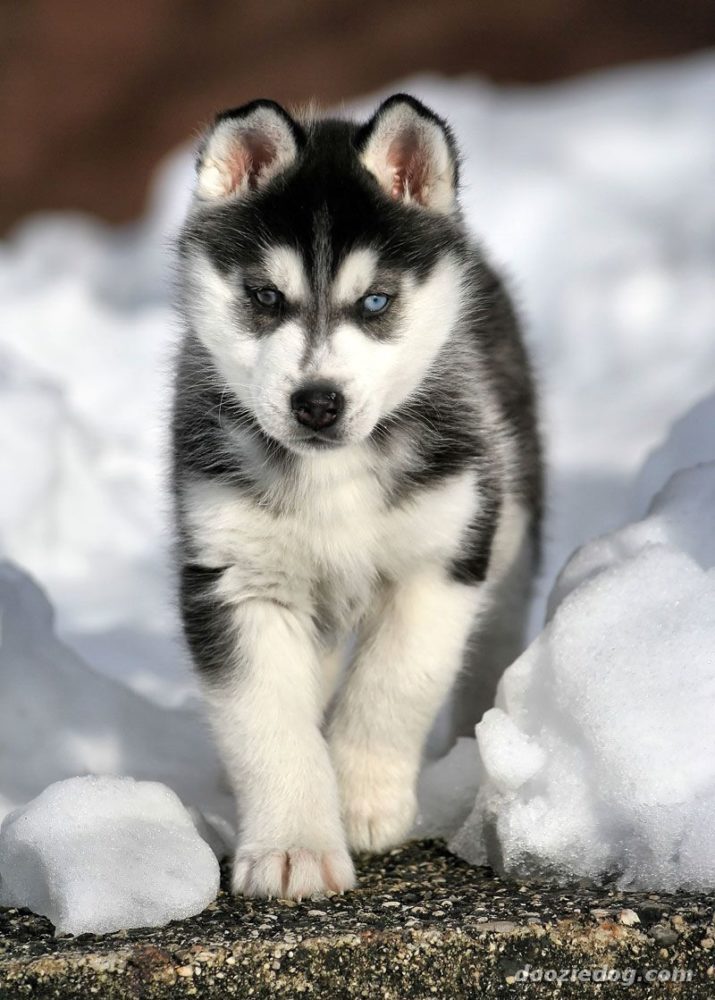 husky-siberiano (23)