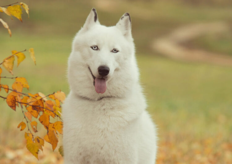 husky-siberiano (24)