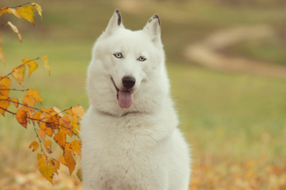 husky-siberiano (24)