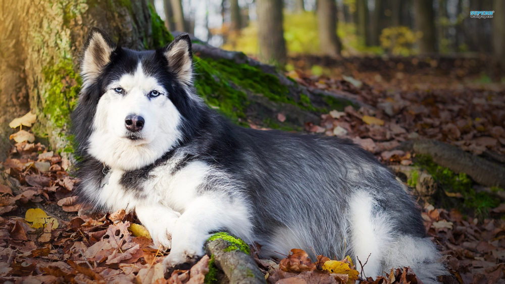 husky-siberiano (25)