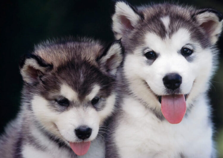 husky-siberiano (3)