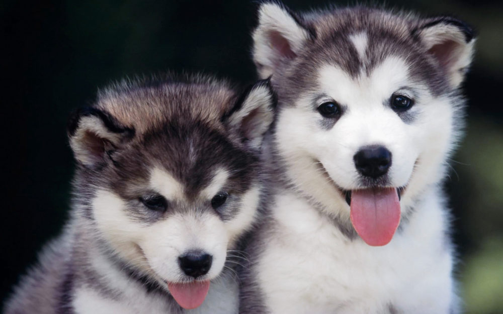 husky-siberiano (3)