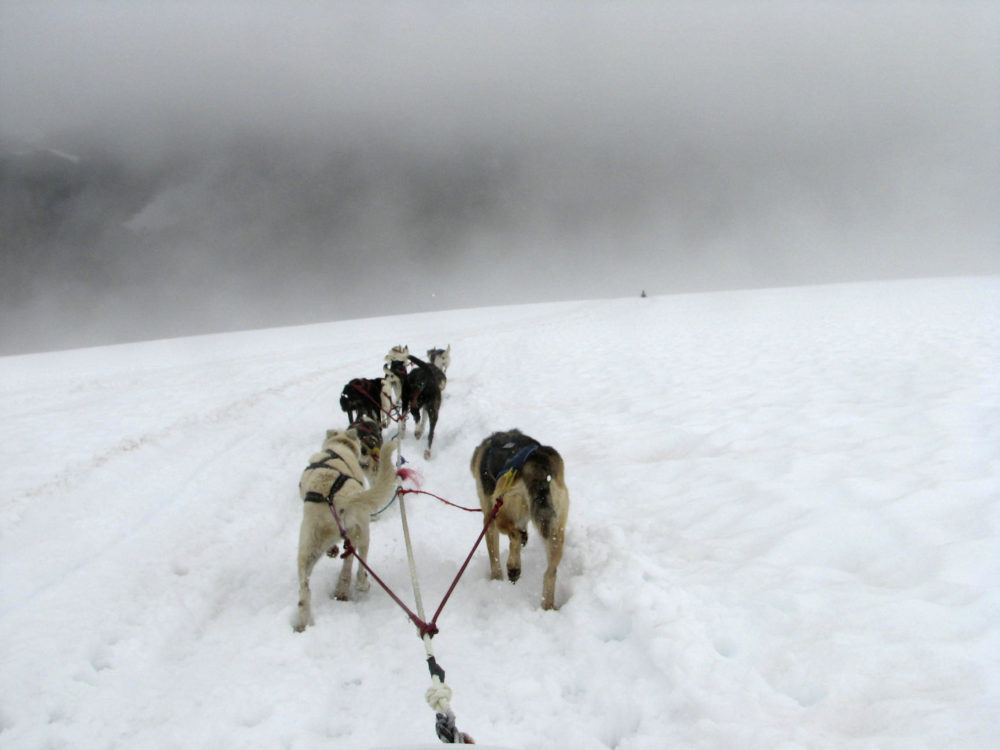 husky-siberiano (4)