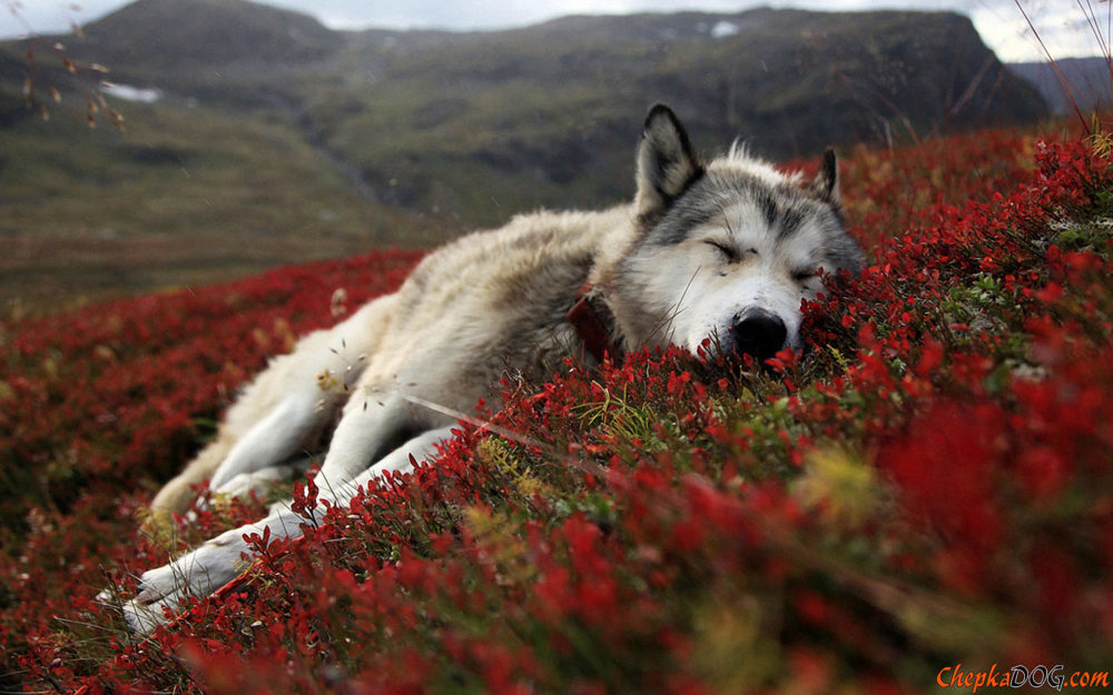 husky-siberiano (5)