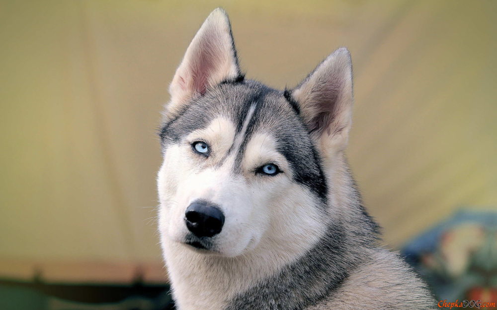 husky-siberiano (6)