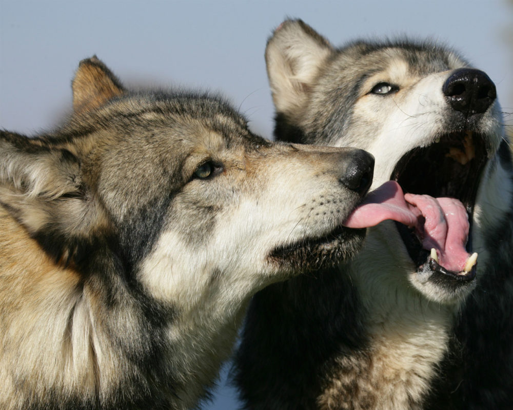 husky-siberiano (8)
