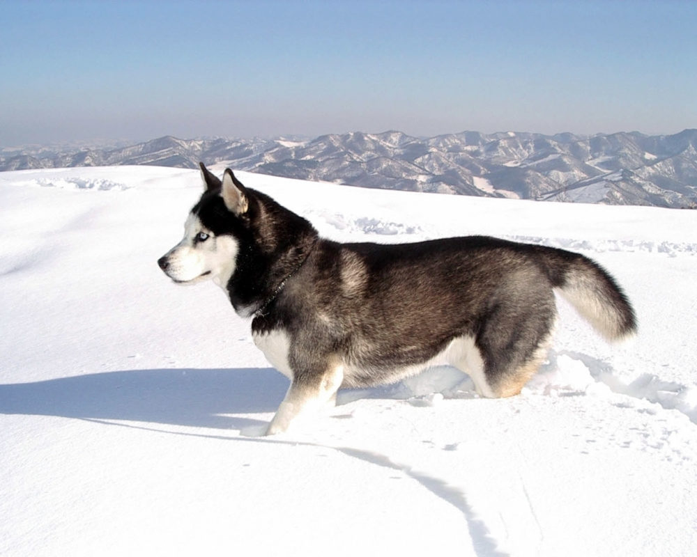 husky-siberiano (9)