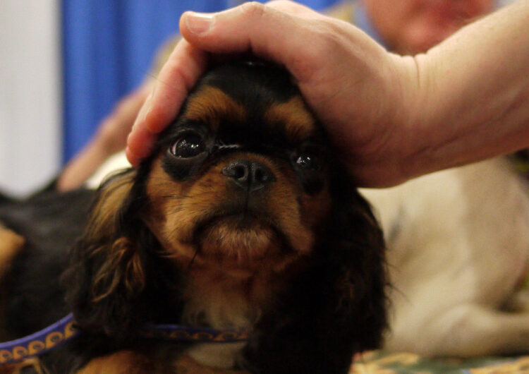 king-charles (1)