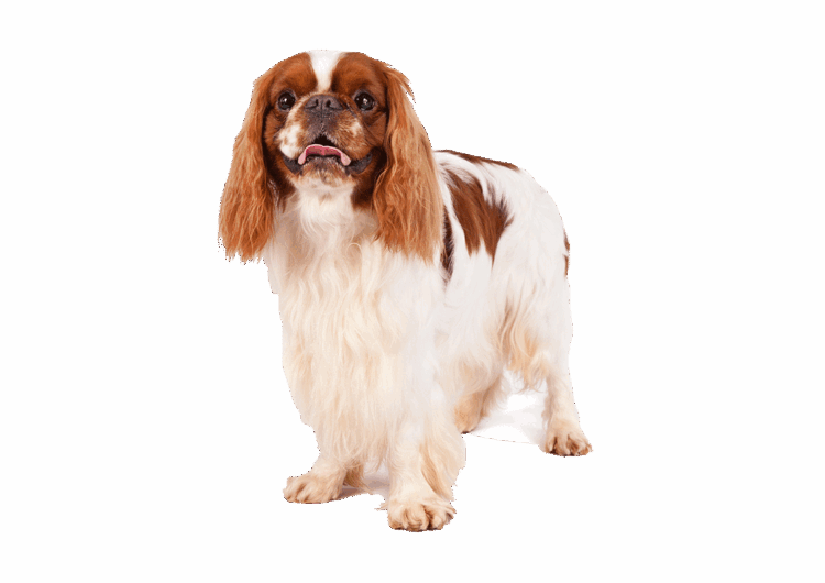 king-charles (1)