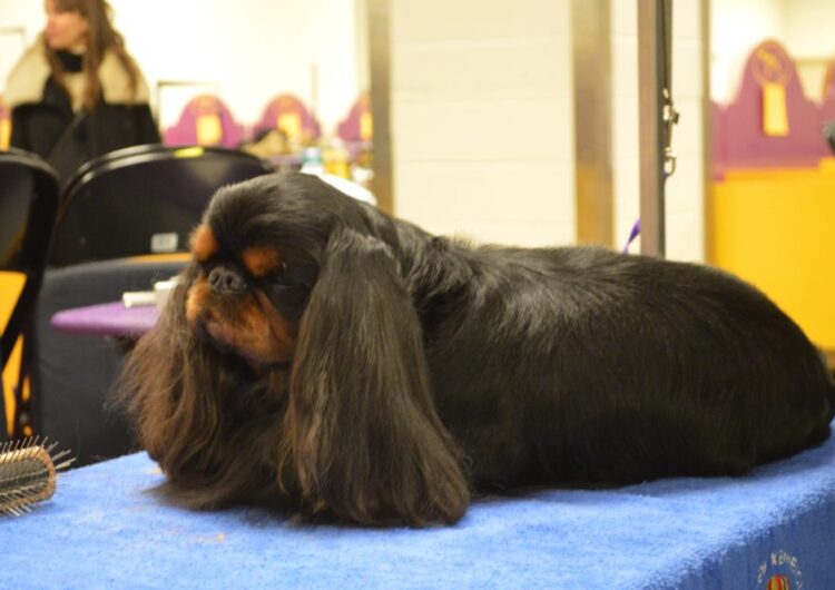 king-charles (3)
