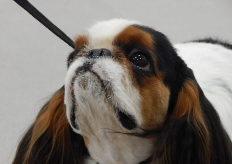 king-charles (4)