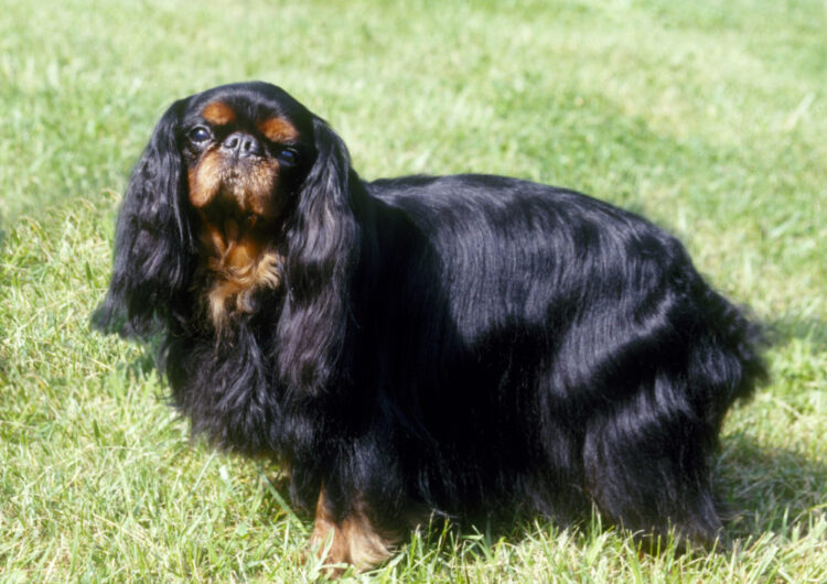 king-charles (5)