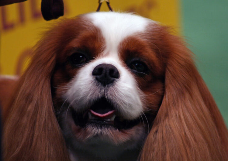 king-charles (6)