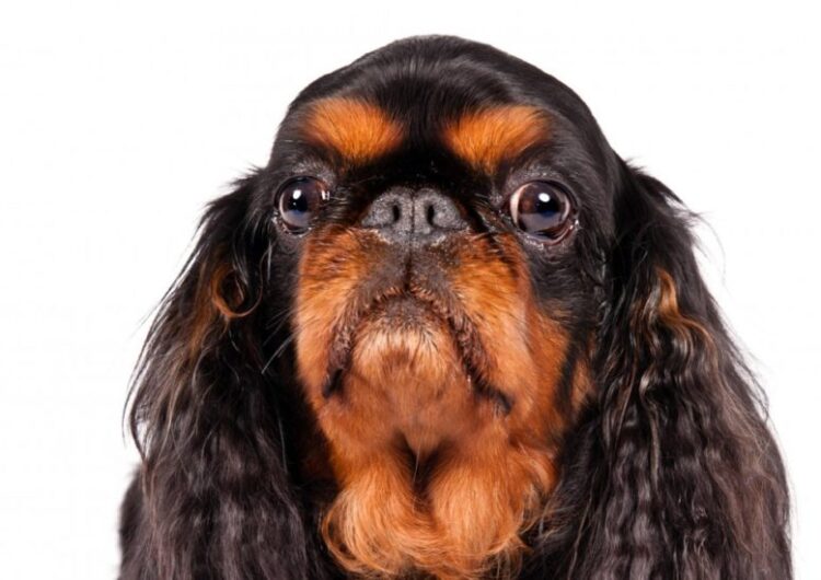 king-charles (7)