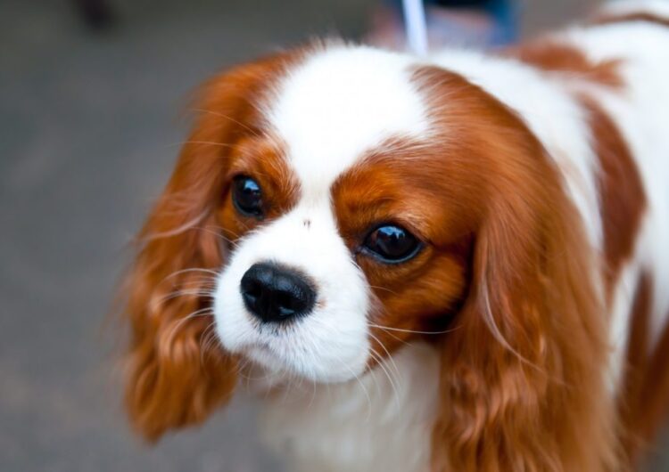 king-charles (8)
