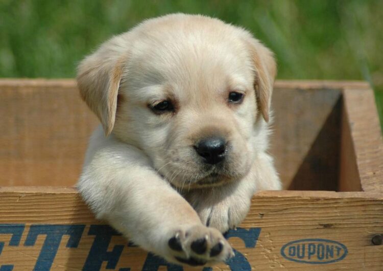 labraador-retriever (1)