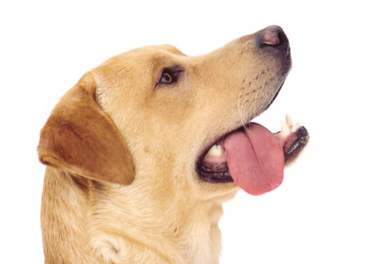 labraador-retriever (10)
