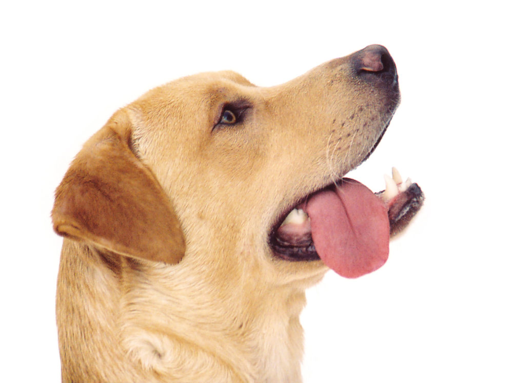labraador-retriever (10)