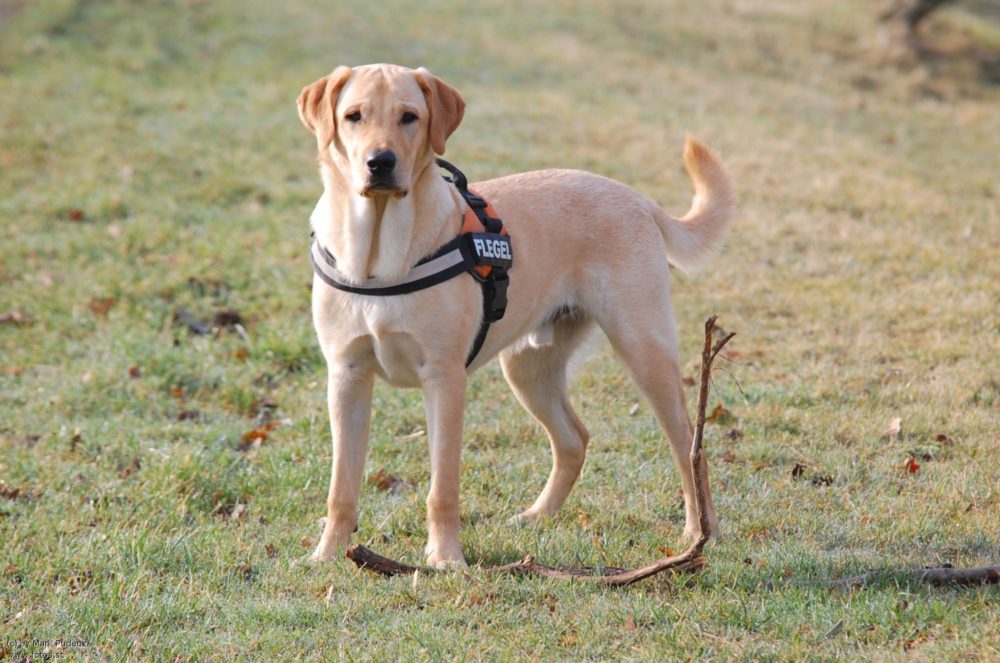 labraador-retriever (11)