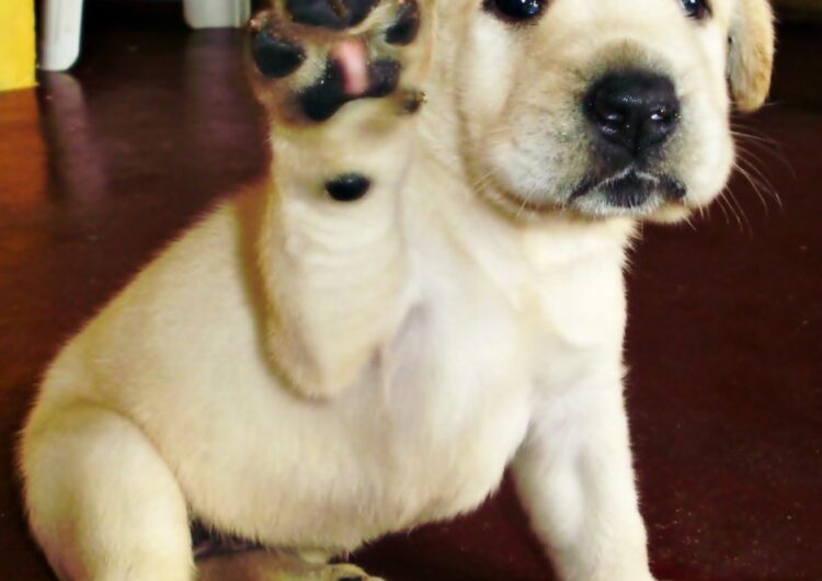 labraador-retriever (12)