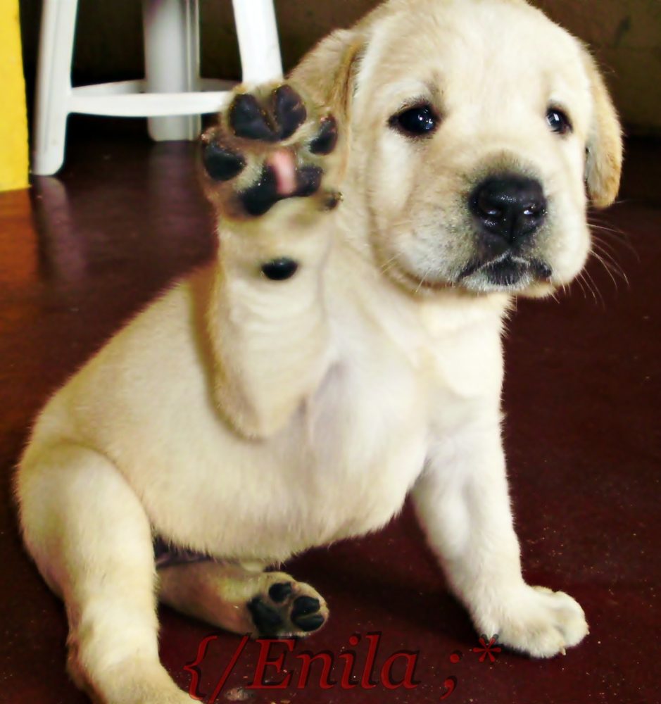 labraador-retriever (12)