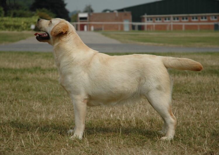 labraador-retriever (13)