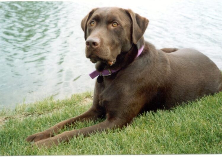 labraador-retriever (14)