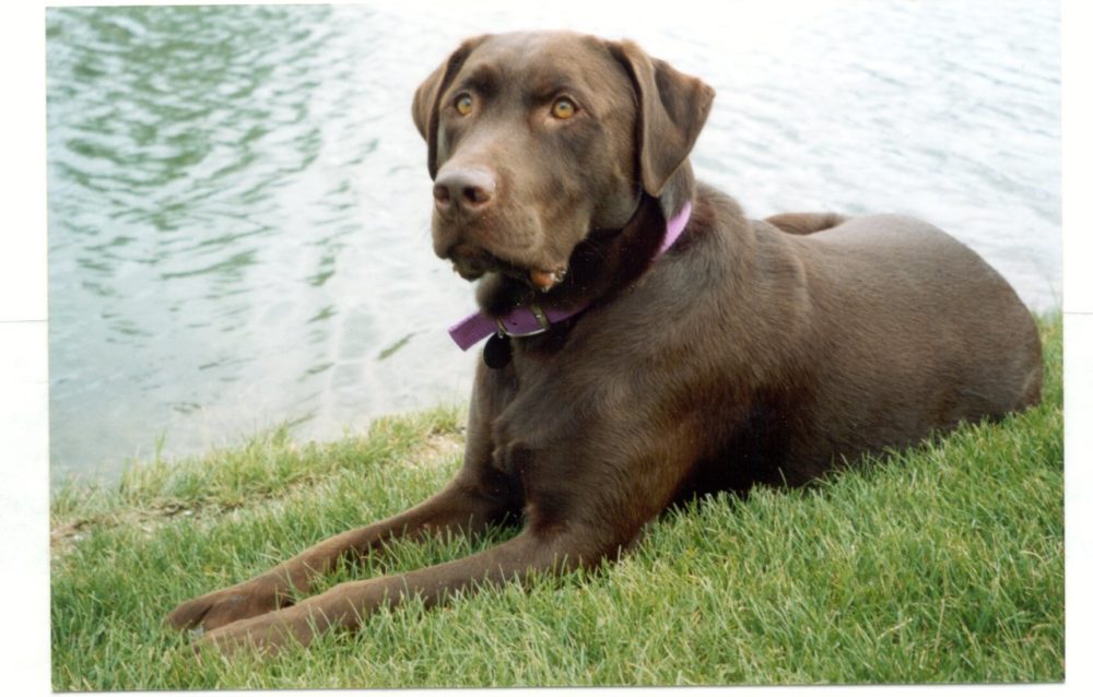 labraador-retriever (14)