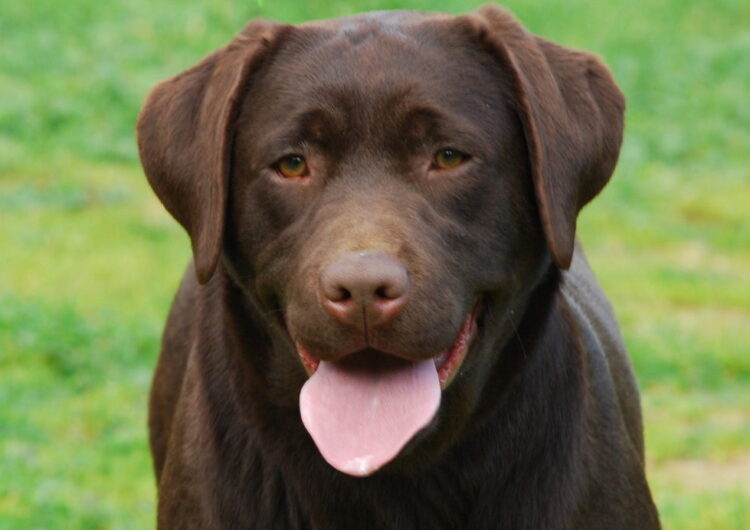 labraador-retriever (15)