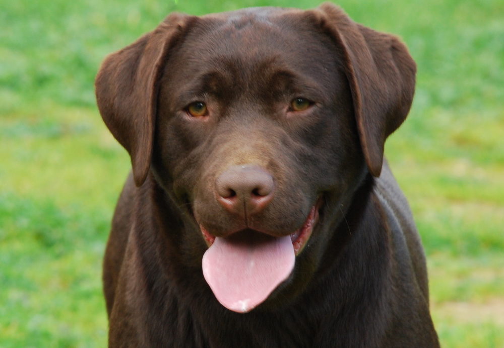 labraador-retriever (15)
