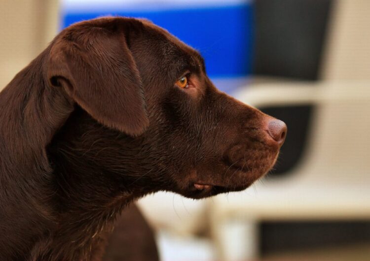 labraador-retriever (16)