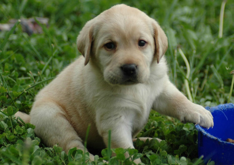 labraador-retriever (17)