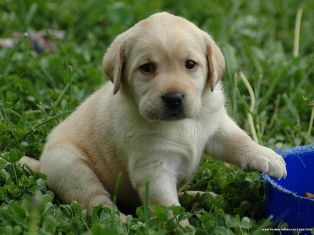 labraador-retriever (17)