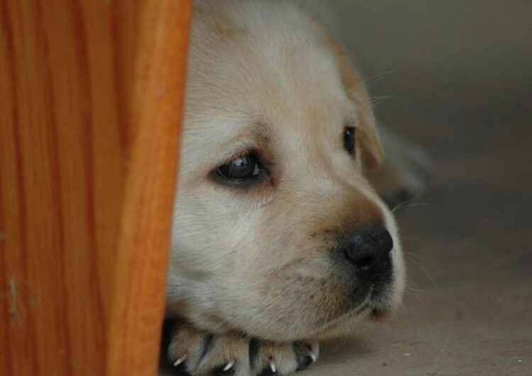 labraador-retriever (18)