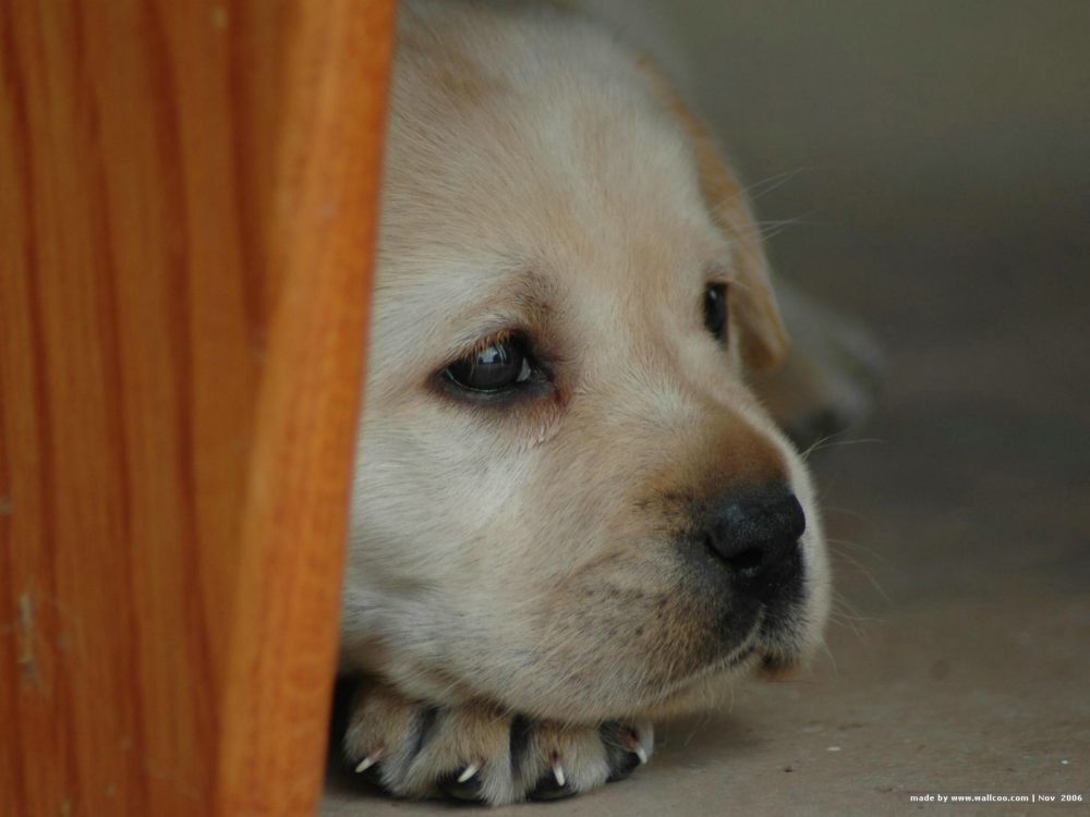labraador-retriever (18)