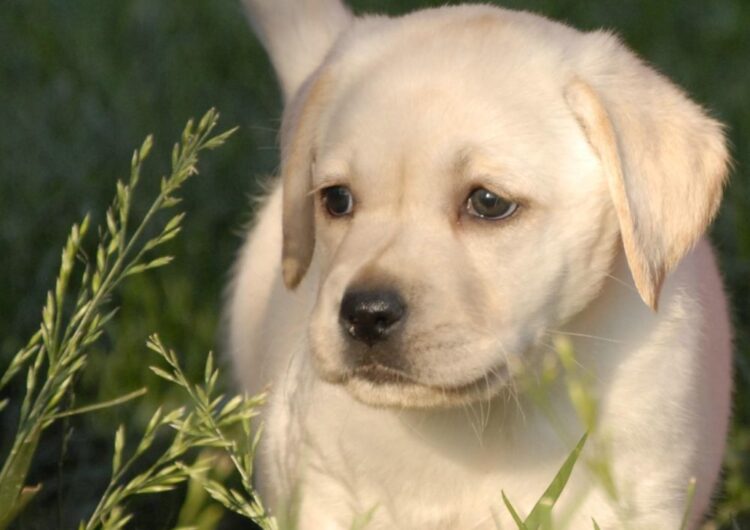 labraador-retriever (19)
