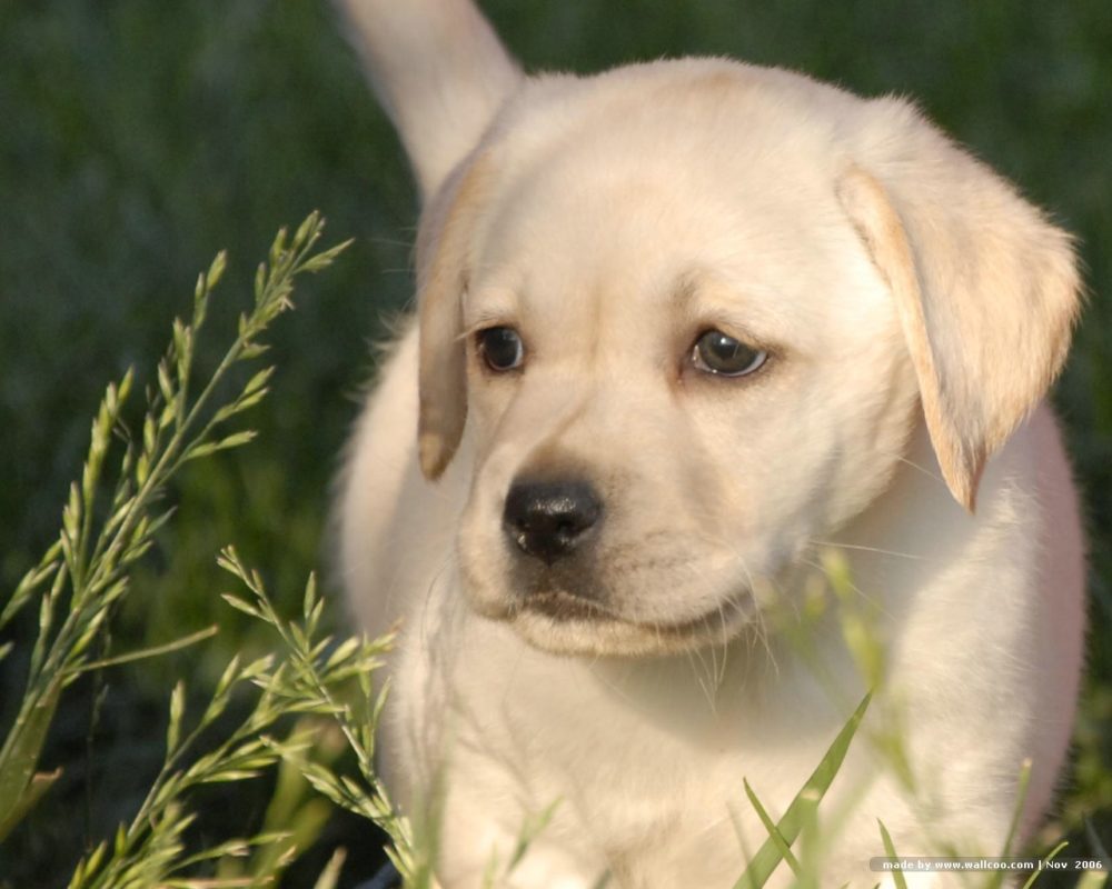 labraador-retriever (19)
