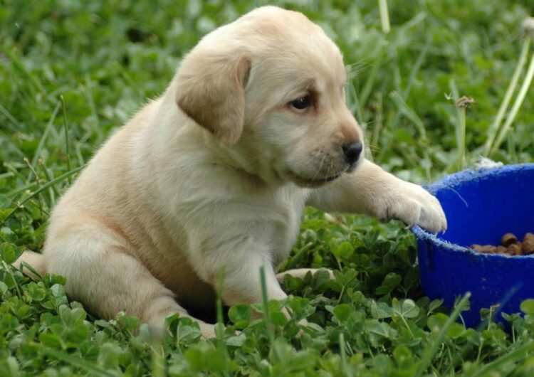 labraador-retriever (2)