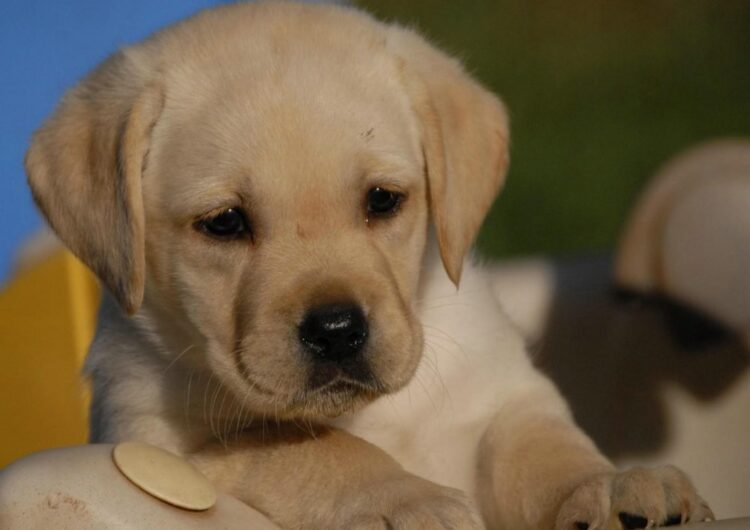 labraador-retriever (20)