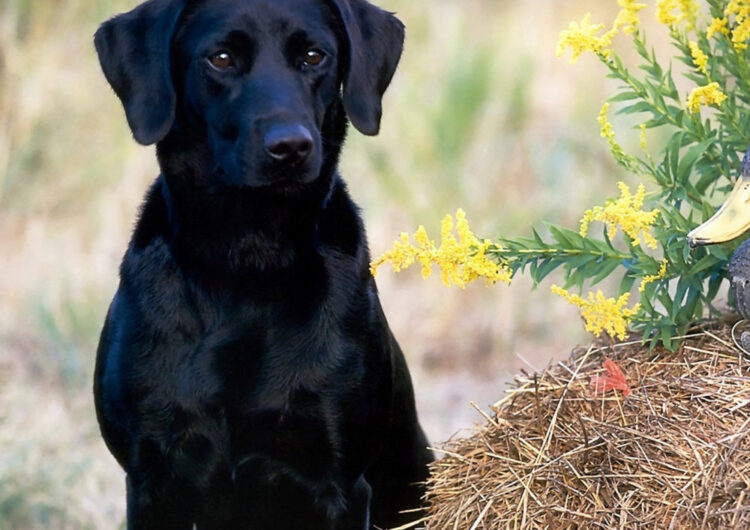 labraador-retriever (21)