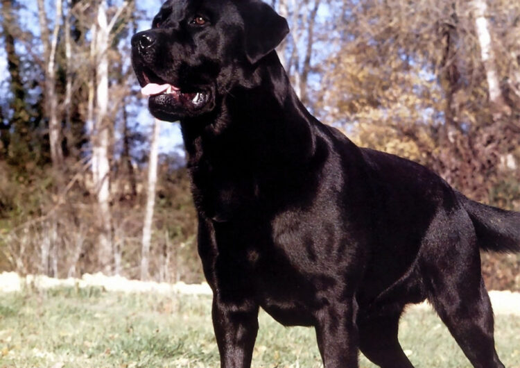 labraador-retriever (22)