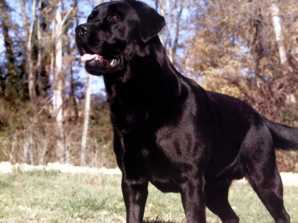 labraador-retriever (22)