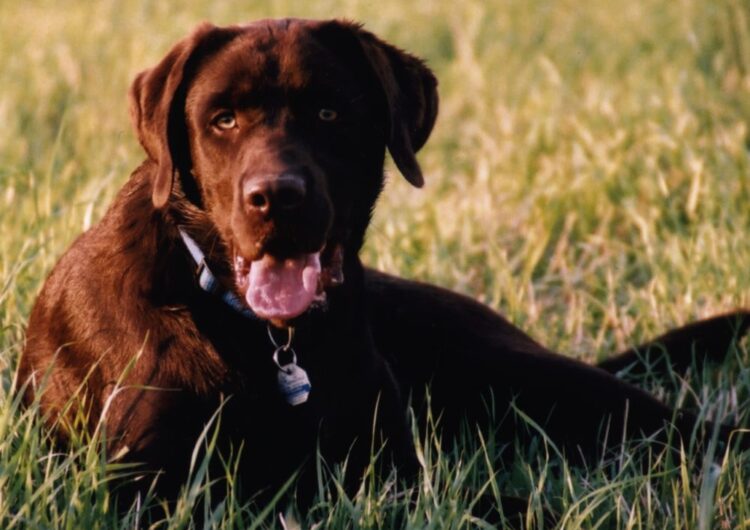 labraador-retriever (23)