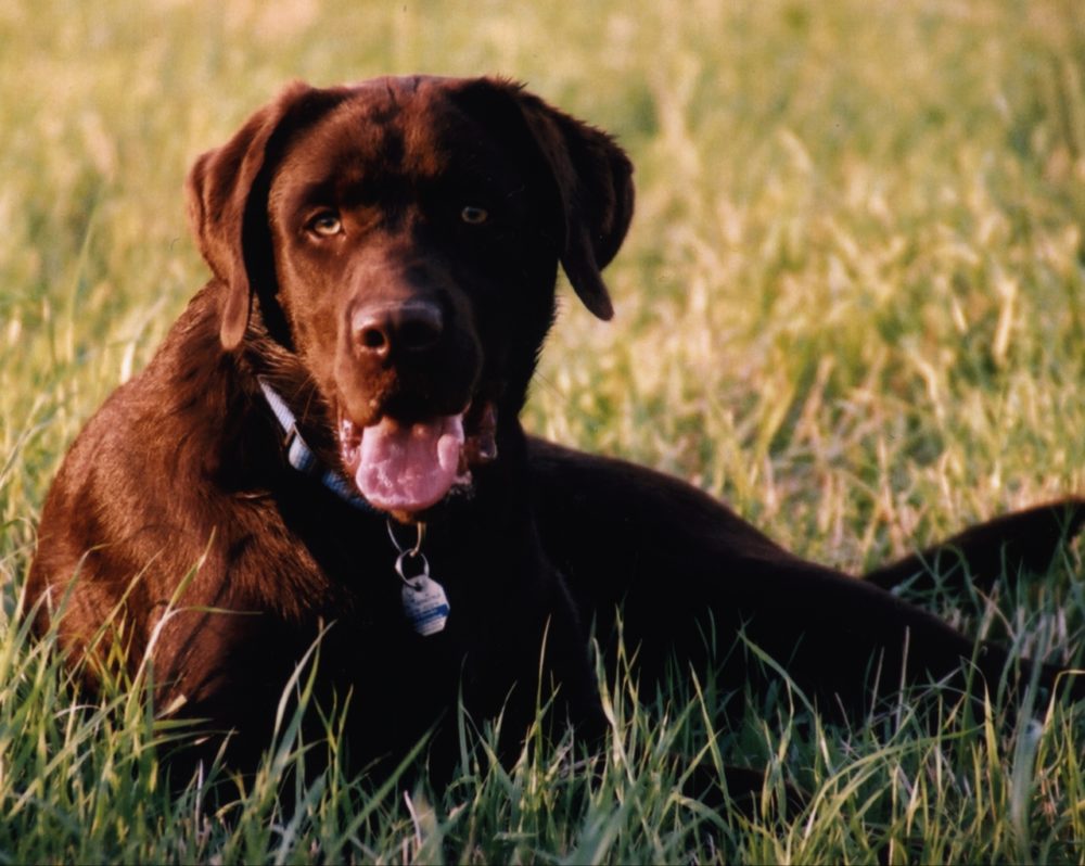 labraador-retriever (23)