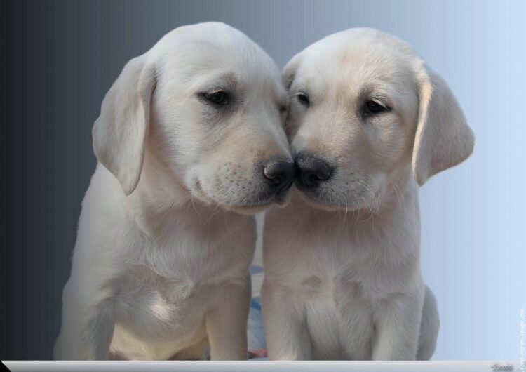 labraador-retriever (24)