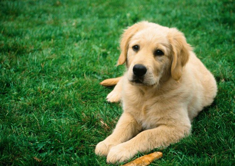 labraador-retriever (25)